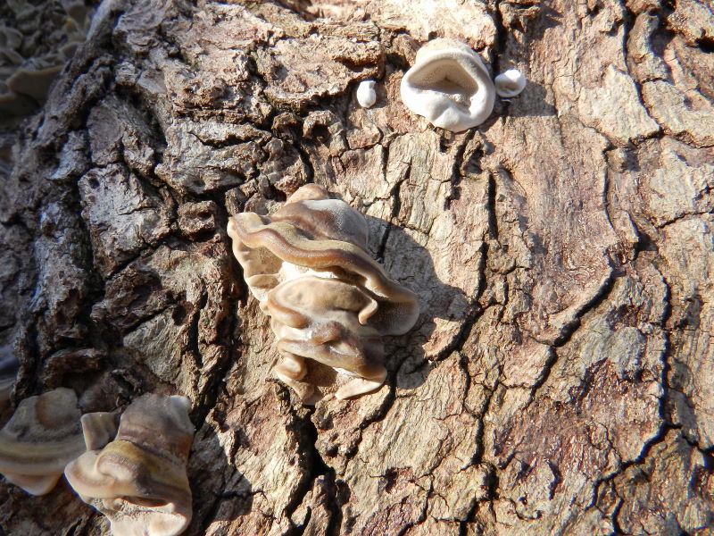 Bottoni ?? (Trametes versicolor)